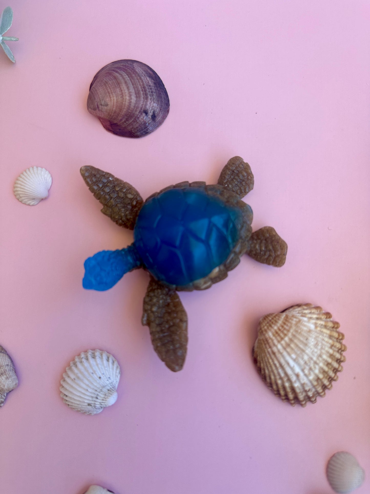 Tortue